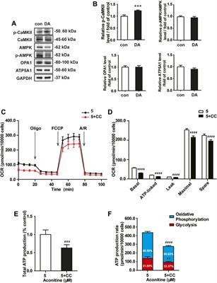 Repeated Aconitine Treatment Induced the Remodeling of Mitochondrial Function via AMPK–OPA1–ATP5A1 Pathway